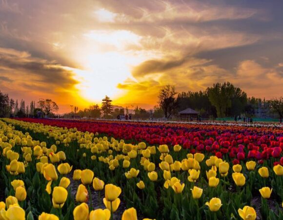 Kashmir Tulip Package 4N/5D For Couple| INR 14,999 Per Person
